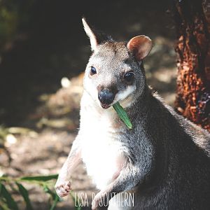 Dusky Pademelon