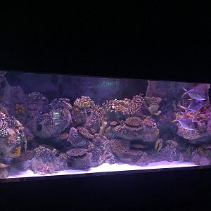 Generic Tank at ViaSea Aquarium