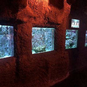 “Coral” Displays at ViaSea Aquarium