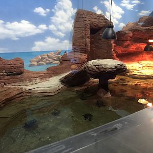 Slider Enclosure at ViaSea Aquarium