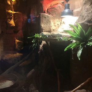 Green Iguana Enclosure at ViaSea Aquarium