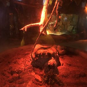 Boa Constrictor Enclosure at ViaSea Aquarium