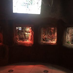 Snake Displays at ViaSea Aquarium