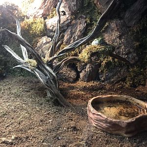 Australian Tree frog Enclosure at ViaSea Aquarium