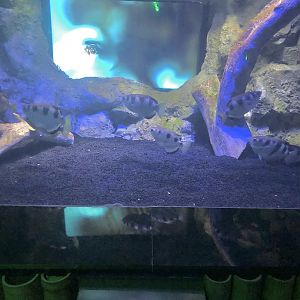 Movie Display at ViaSea Aquarium