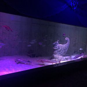 Sturgeon Tank at ViaSea Aquarium