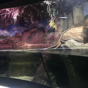 Asian Small Clawed Otter at ViaSea Aquarium