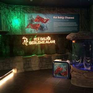 Koi Feeding Area at ViaSea Aquarium