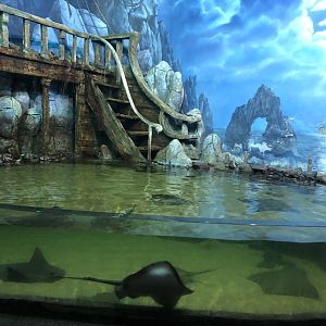 Stingray Tank at ViaSea Aquarium