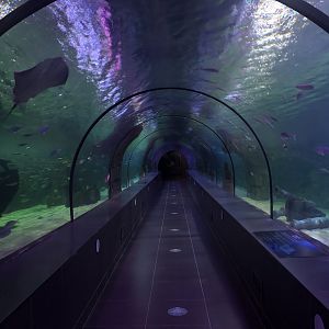 The Tunnel Aquarium at ViaSea Aquarium