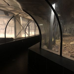 “Crocodile Tunnel” at ViaSea Aquarium
