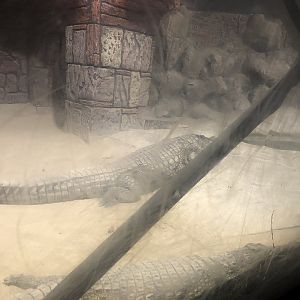 Crocodile Display at ViaSea Aquarium