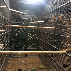 Yellow Crowned (?) Amazons at ViaSea Aquarium