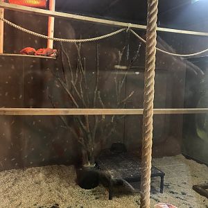 Rhesus Macaque Enclosure at ViaSea Aquarium