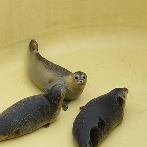 09 2023 - Rescue harbour seal pups "Mila", "Chani" and "Raaf"