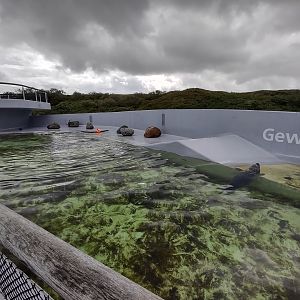 09 2023 - Harbour seal enclosure overview