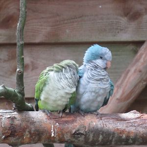 09 2023 - Blue Quaker and Monk Parakeet