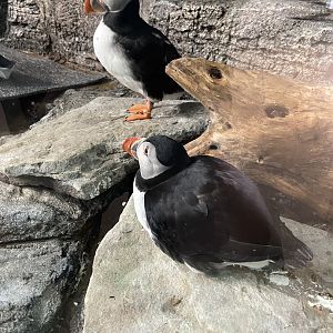 Atlantic puffins