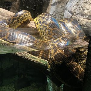 Yellow anaconda