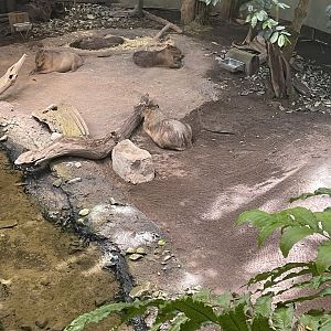 Capybaras