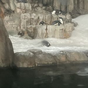 Gentoo Penguins