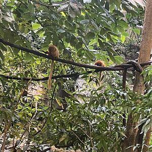 Golden lion tamarins