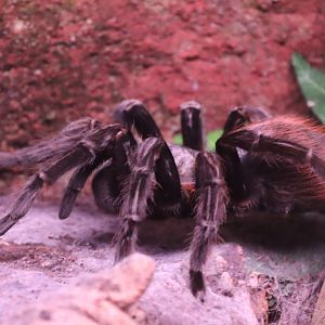 Mexican Red Rump Tarantula