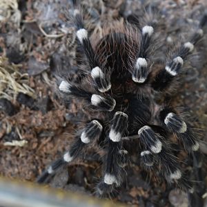 Brazilian Whiteknee Tarantula
