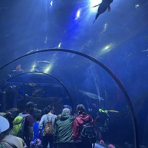 Aquarium tunnel