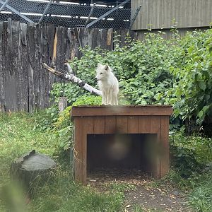 Arctic Fox