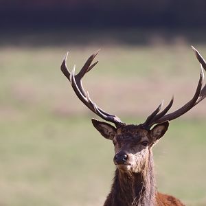 European Red Deer