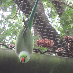 09 2023 - Rose ringed parakeet