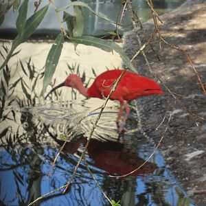 09 2023 - Scarlet Ibis