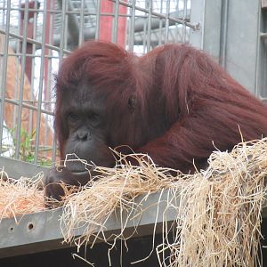 09 2023 - Urang utan, adult female