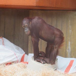 09 2023 - Urang utan, juvenile