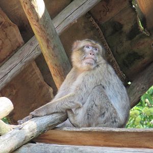 09 2023 - Barbary macaque