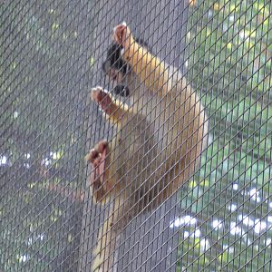 09 2023 - Squirrle monkey