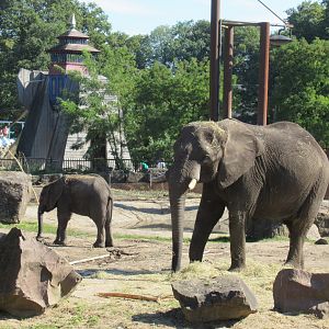 09 2023 - African elephants 'Duna', adult female, and 'Bumi', young male