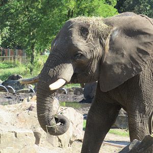 09 2023 - African Elephant, adult female 'Duna'