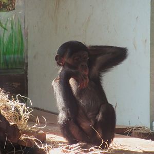 09 2023 - Bonobo, juvenile