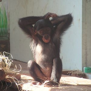 09 2023 - Bonobo, juvenile
