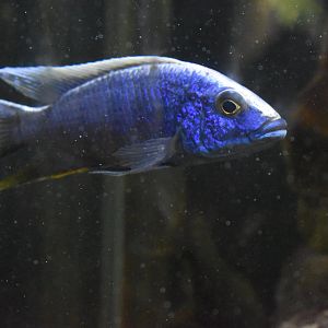 Azureus Cichlid