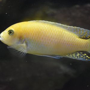 Red Zebra Cichlid