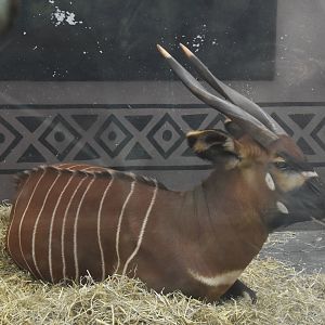 Eastern Bongo