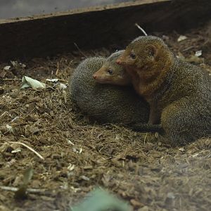 Dwarf Mongoose