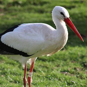 European White Stork