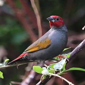 Yellow-winged pytilia (Pytilia hypogrammica)