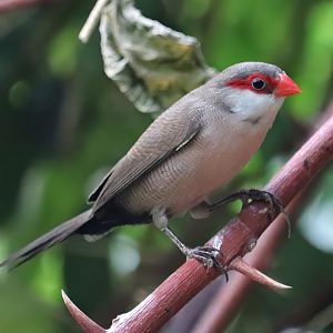 Common waxbill (Estrilda astrild)