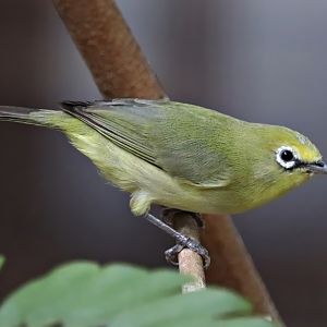 African yellow white-eye (Zosterops senegalensis)