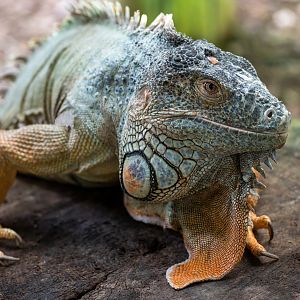 Green iguana, Colchester, UK